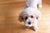 Small Dog Excitement Urination - What To Do
