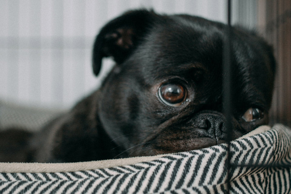 Solving Common Puppy Crate Training Troubles