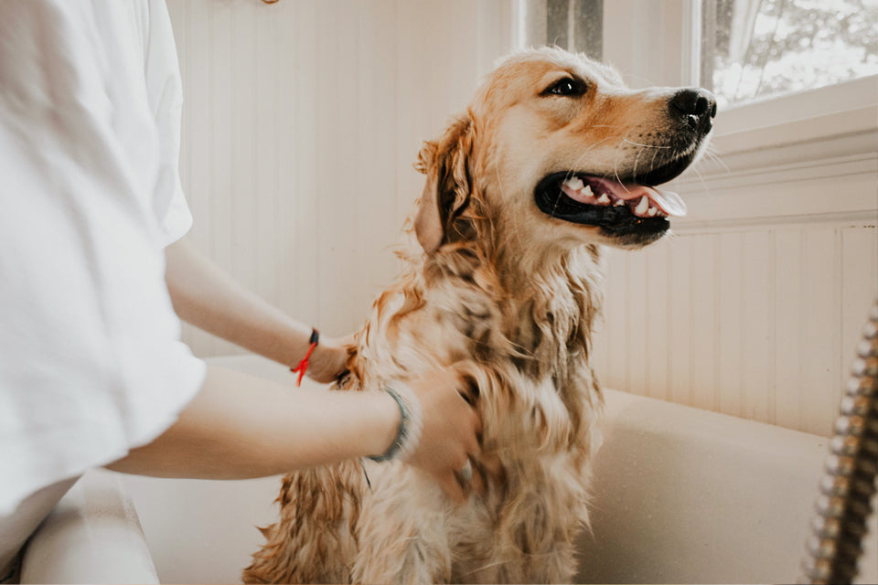Stay Sane with a Self-Care Sesh for You and Your Pup