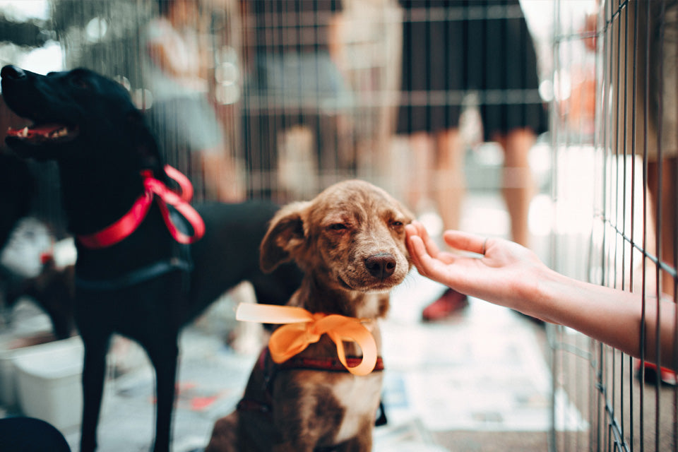 The 5 Benefits of Adopting a Dog