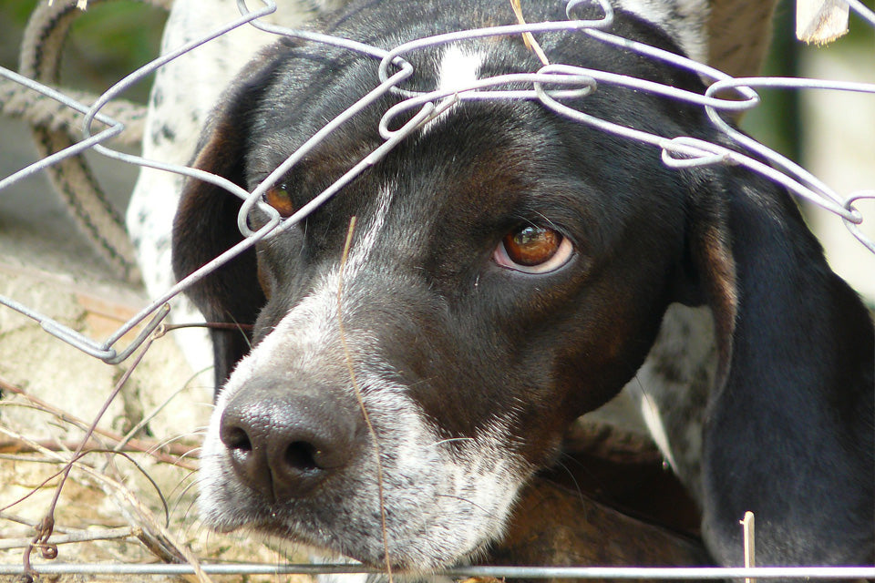 The FBI Finally Makes Animal Cruelty a Class-A Felony