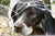 The FBI Finally Makes Animal Cruelty a Class-A Felony
