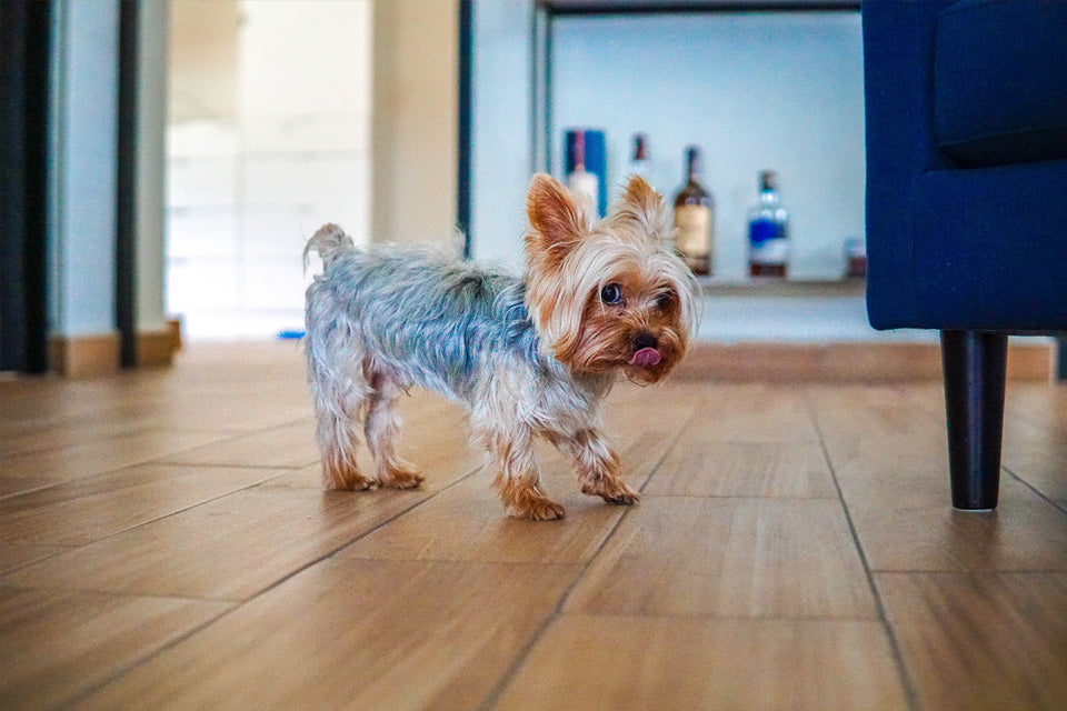 Food for teacup on sale yorkie