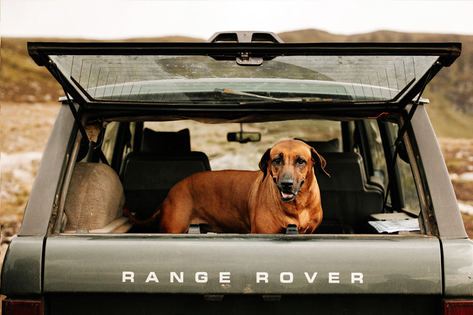 Tips for Driving with your Dog