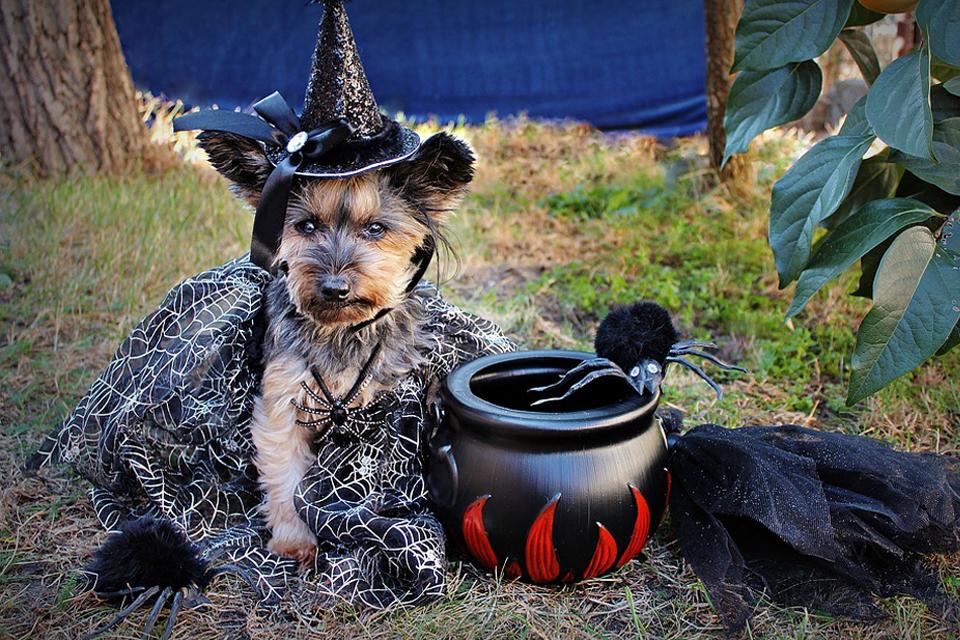 Ways to Celebrate Halloween with Your Dog