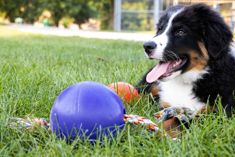 What Is Canine Enrichment? Why It’s More Than Just Play