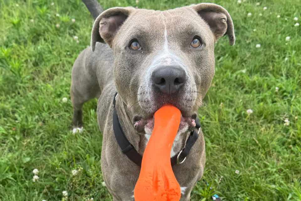 Meet Loyal & Lavender: Two Amazing Dogs Ready for Their Forever Homes!