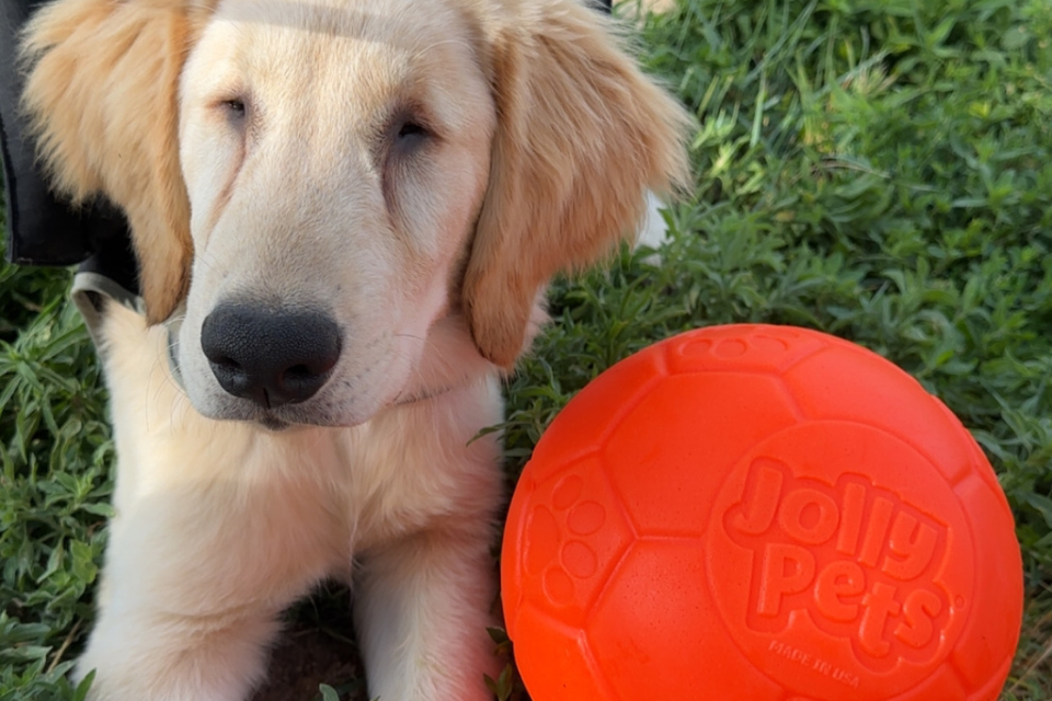 Golden Retriever Can’t Get Enough of His Soccer Ball