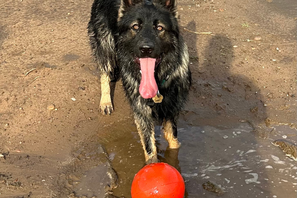 Double the Fun: Malfoy & Fenrir Love Their Jolly Pets Toys