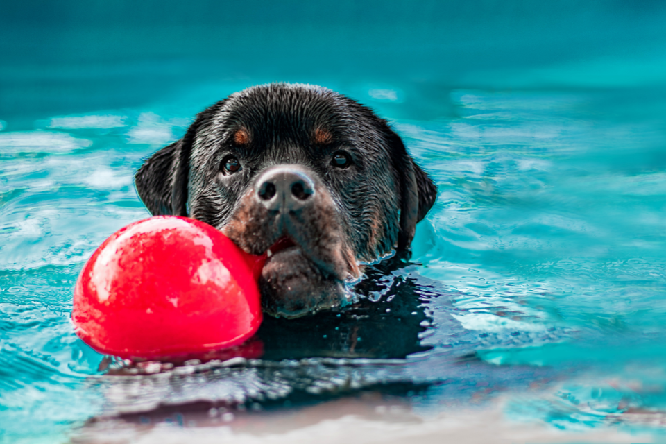 Tips for Safely Introducing Your Dog to Water Play