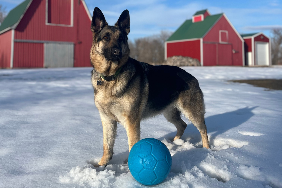 Radar’s Favorite Jolly Toys: Fun, Herding, and Endless Play