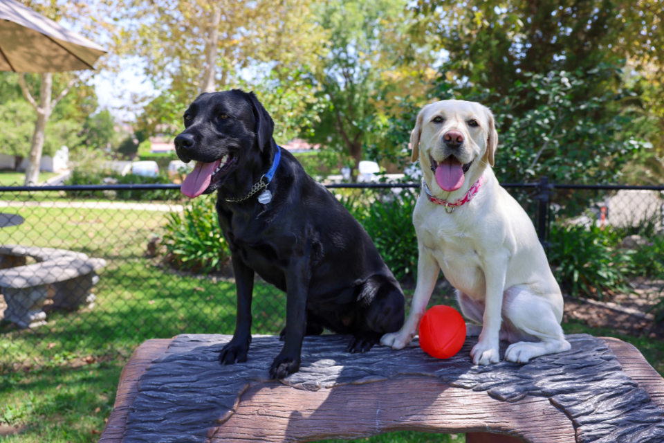 Boosting Your Dog’s Confidence Through Play