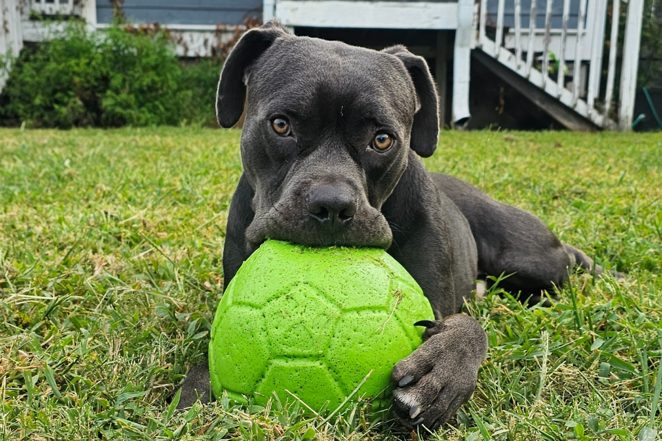 How Jolly Pets Brings Out the Best in Ernie