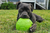 How Jolly Pets Brings Out the Best in Ernie