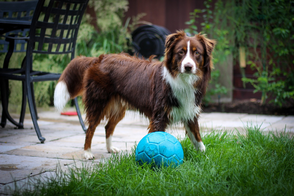 Suns Out, Tongues Out: Our Team Dogs Do Summer Right