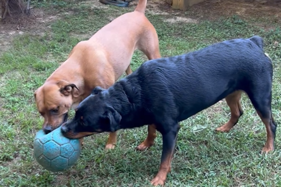 Echo & Diesel: Sibling Rivalry Meets the Jolly Soccer Ball