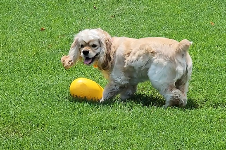 Ladybug & Cassie: Two Pups Who Can’t Get Enough of Jolly Pets