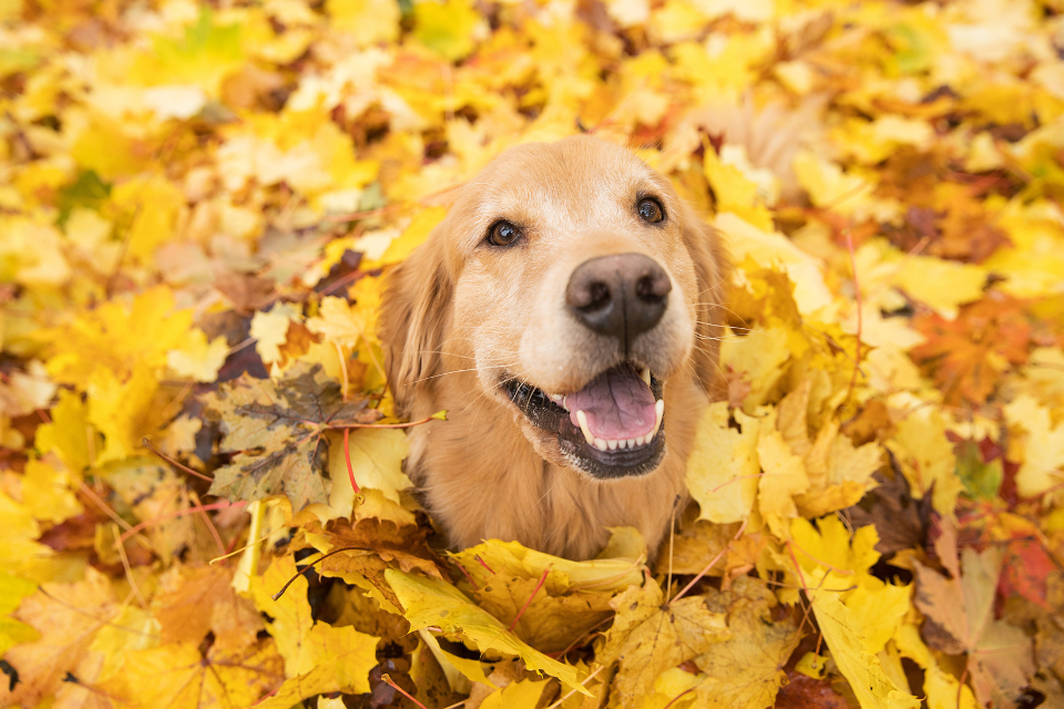 Seasonal Play: Fall-Themed Games Your Dog Will Love