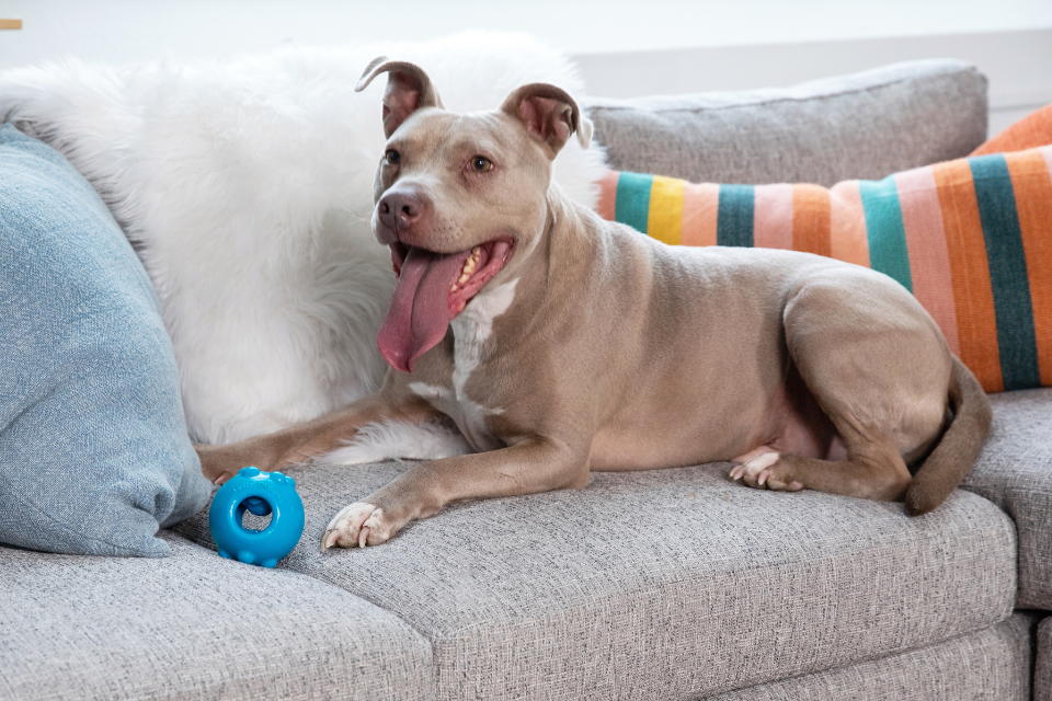 Top Jolly Toys to Keep Dogs Busy This Fall