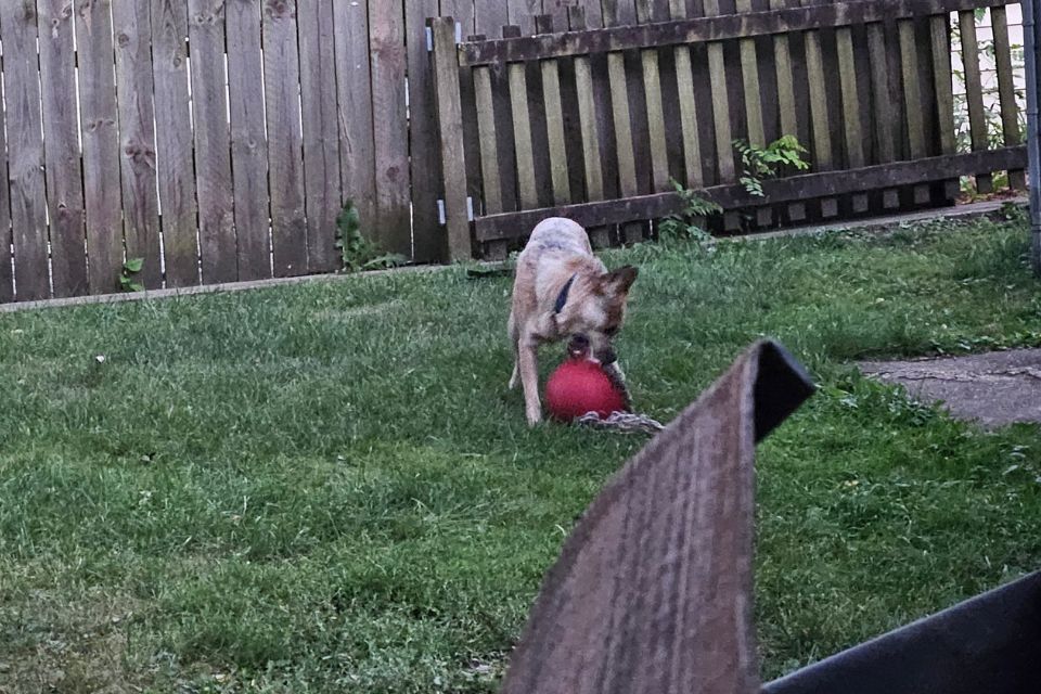 a dog playing with a red romp-n-roll in a fenced in yard