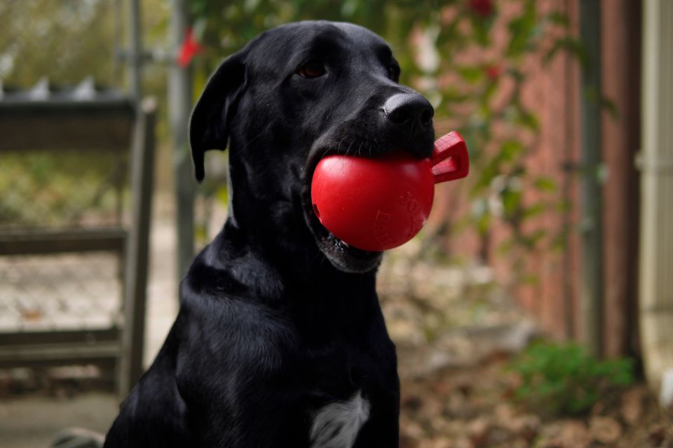 a black dog holding a jolly pets tug-n-toss mini treat toy in their mouth