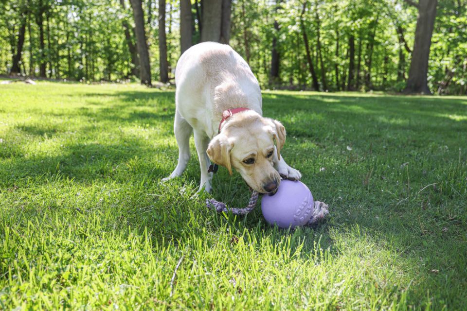 a golden dog playing with a light purple romp-n-roll in a sunny yard