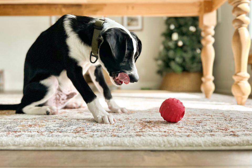 Seasonal Snack Hacks for Busy Dog Parents