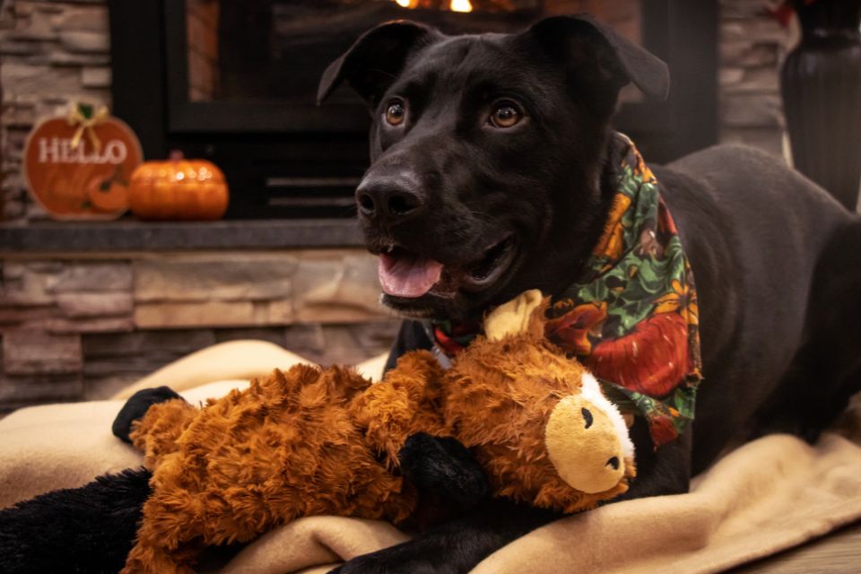 Mindful Routines for a Happy Fall Pup