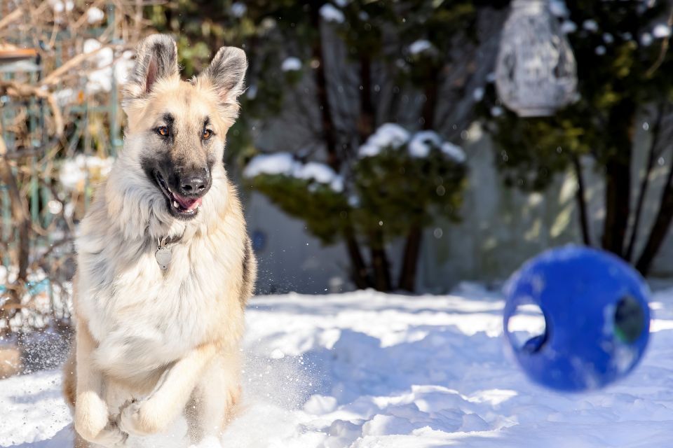 a dog outside on a sunny, snowy day, chasing after a blue teaser ball