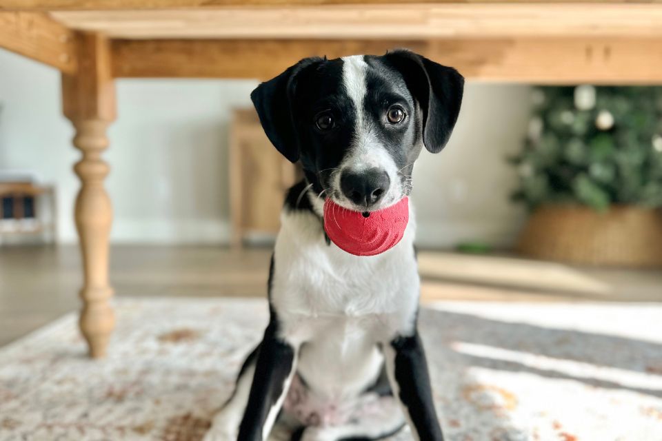 a dog sitting under a table with a jolly pets tuff tosser in its mouth