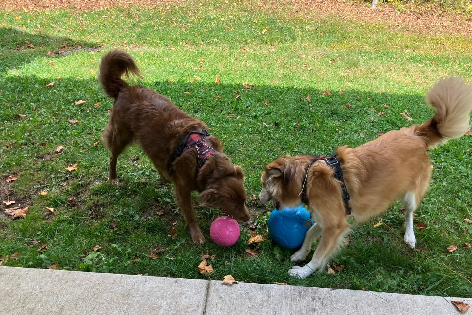How Jolly Pets Keep Oakley & Mo Happy