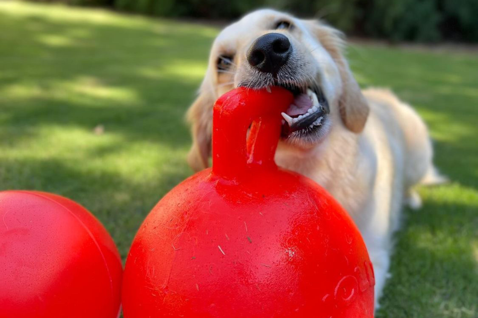 Gentle Play: Toy Recommendations for Senior Dogs