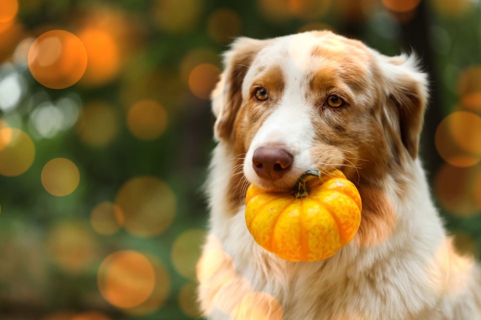 DIY Fall Treats for Your Dog