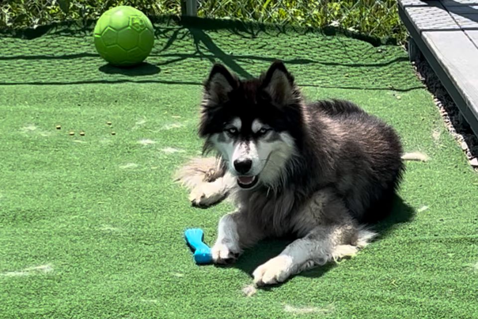 Jolly Pets Partners with Animal Care Sanctuary to Celebrate Adopt A Shelter Dog Month