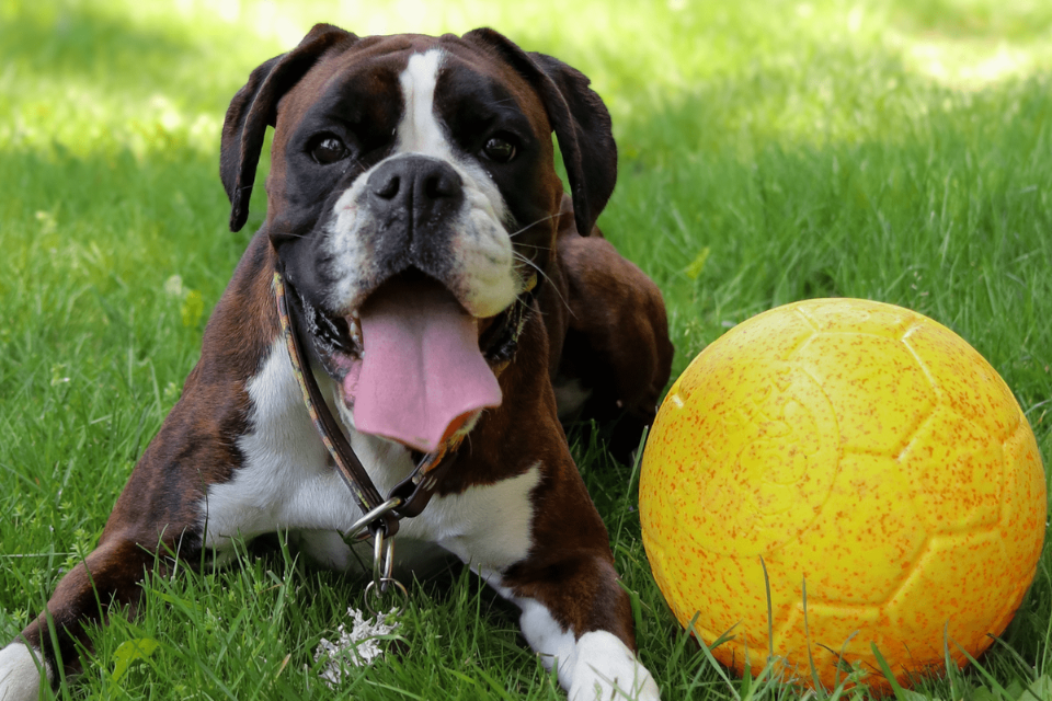 10 Ways to Keep Your Dog Entertained (and Cool) This Summer