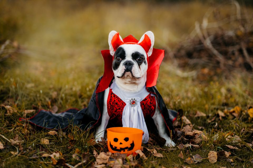 a small white and black dog wearing a devil halloween costume with a cape and horns with a jack-o-lantern basket in front