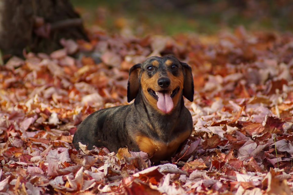a small weiner dog laying in a pile of fall leaves