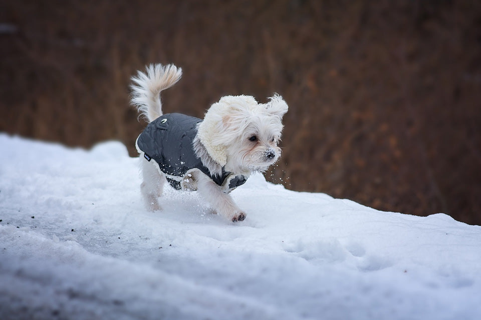 Which Dog Breeds Need a Coat in the Winter