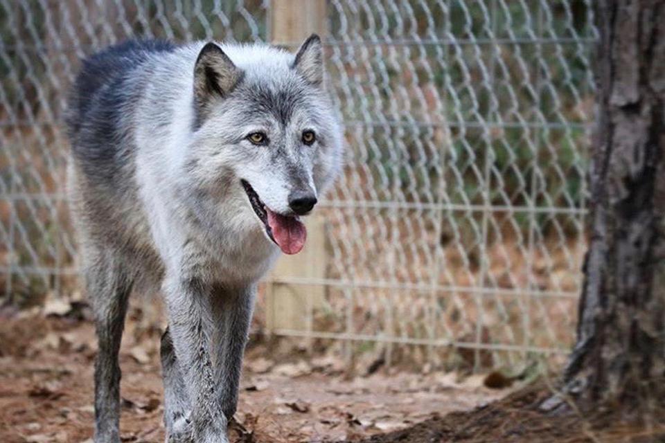 Why Adopting a Senior Dog was the Best Decision for My Family