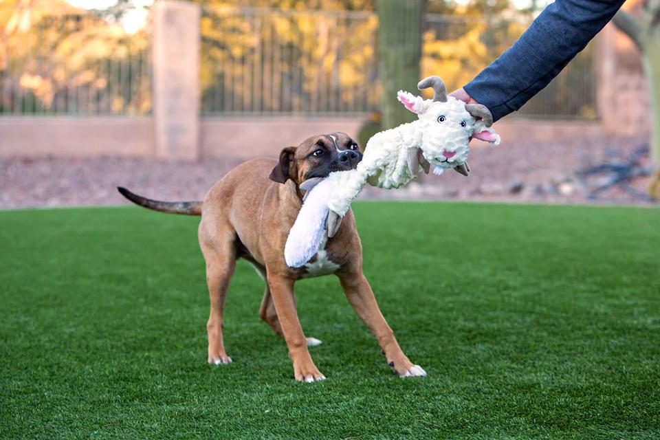 Why Dogs Like Different Toys