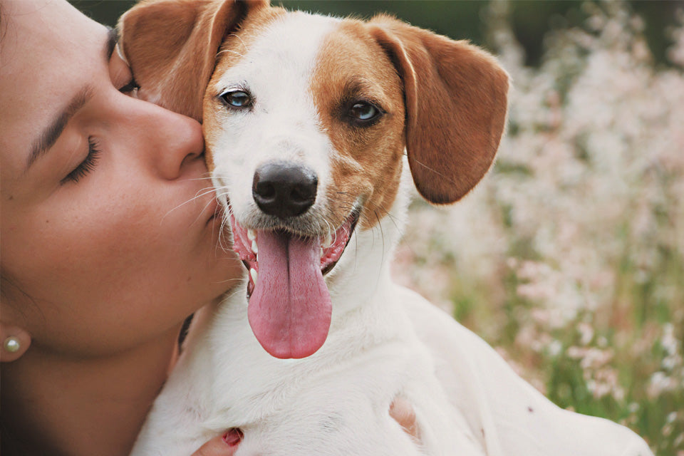 Why We Love Dogs (And You Should, Too!)