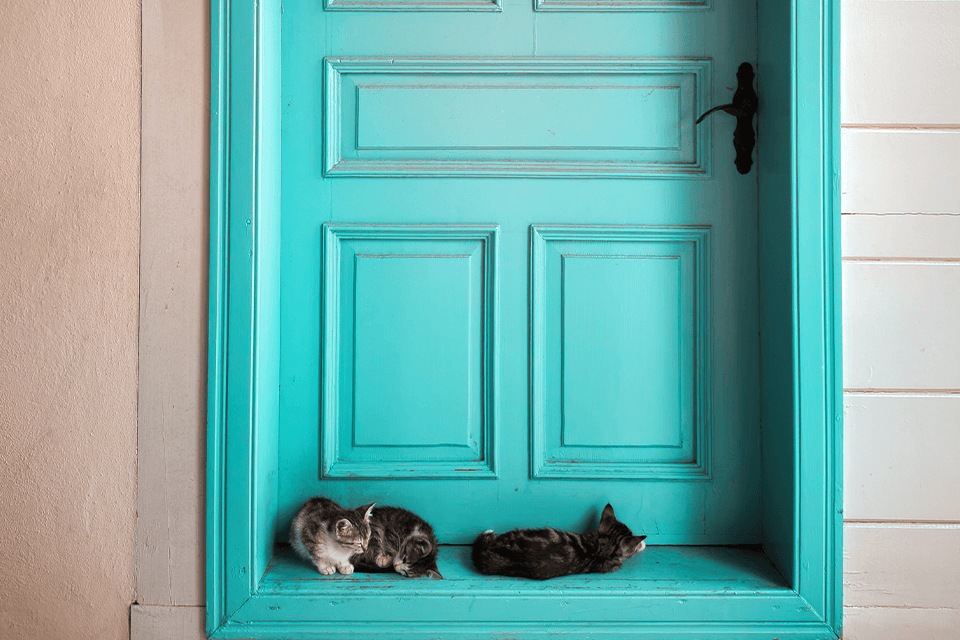 Hey, Open Up! Why Cats Hate Closed Doors Jolly Pets
