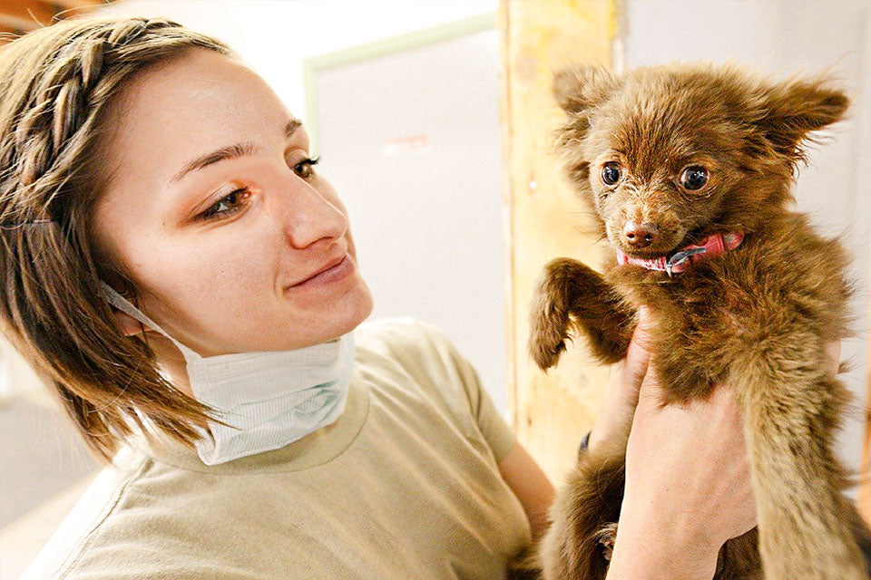 Your Dog's Options for Heartworm Prevention