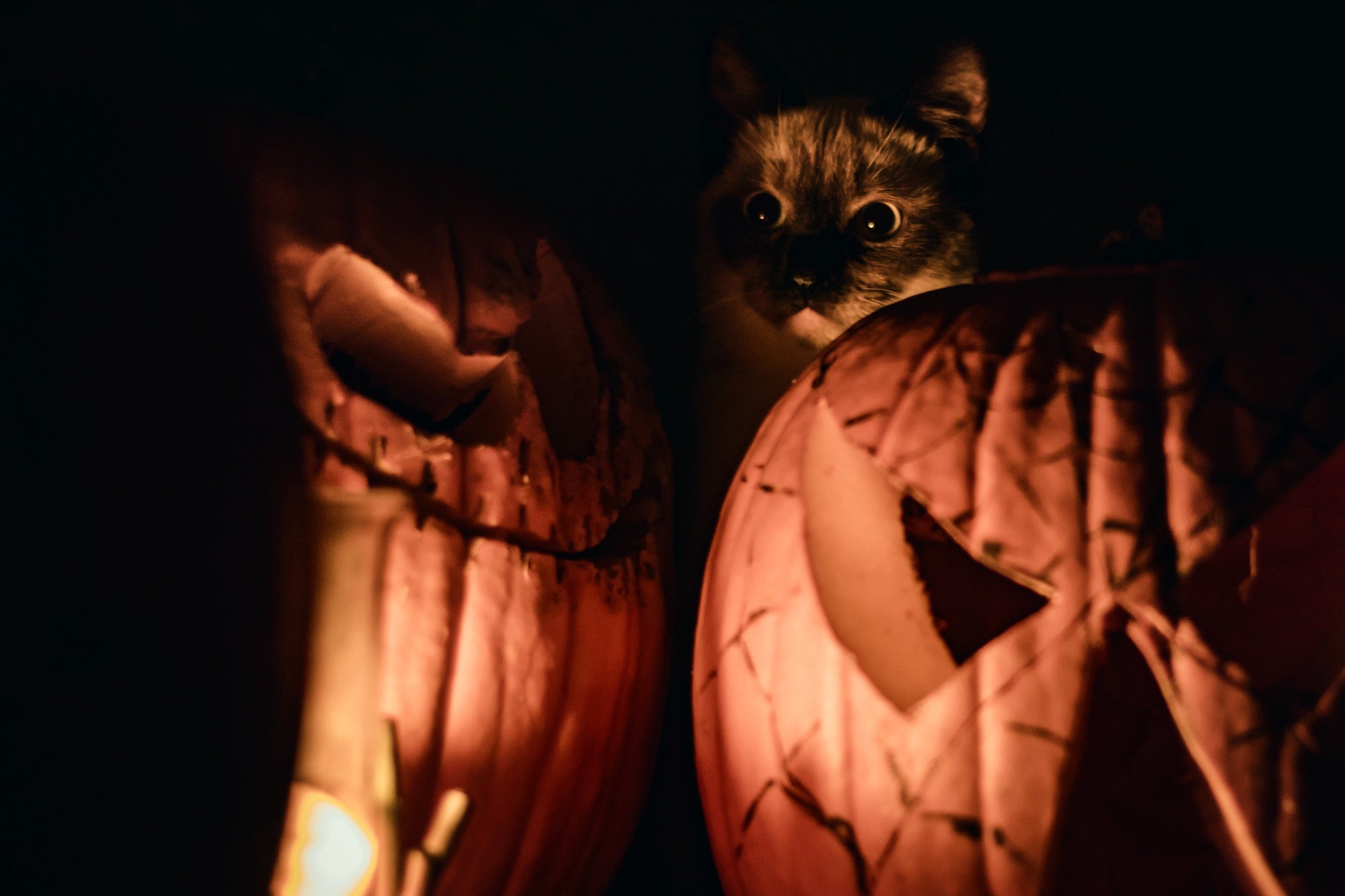 5 Halloween Movies That Feature Cats