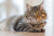 Playtime: 7 Fun Games to Play with Your Cat