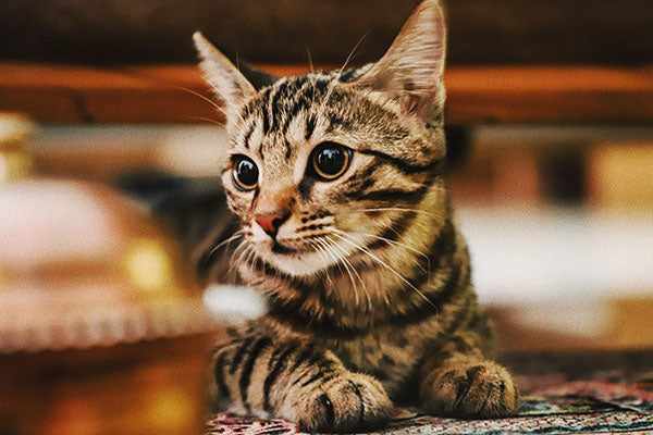 No Place Like Home: Advice for First-Time Cat Owners