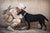America's Most Elite Working Dogs