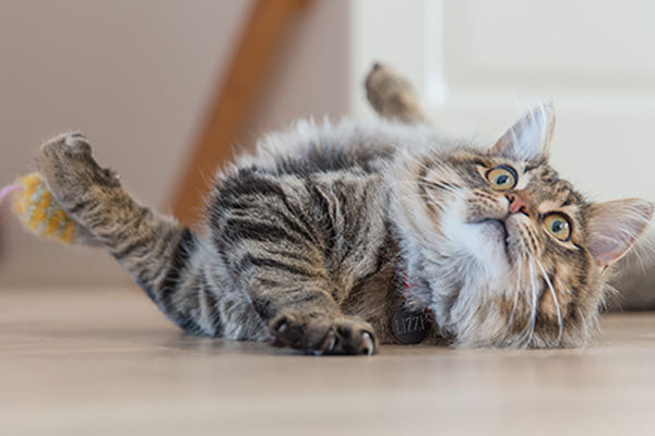 Popularity Contest: Top Types of Cats