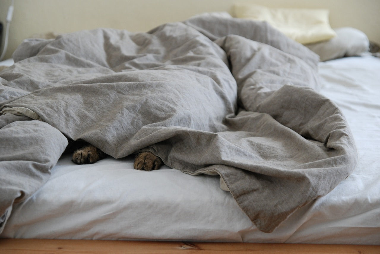 9 Ways To Tell If Your Cat Has Anxiety