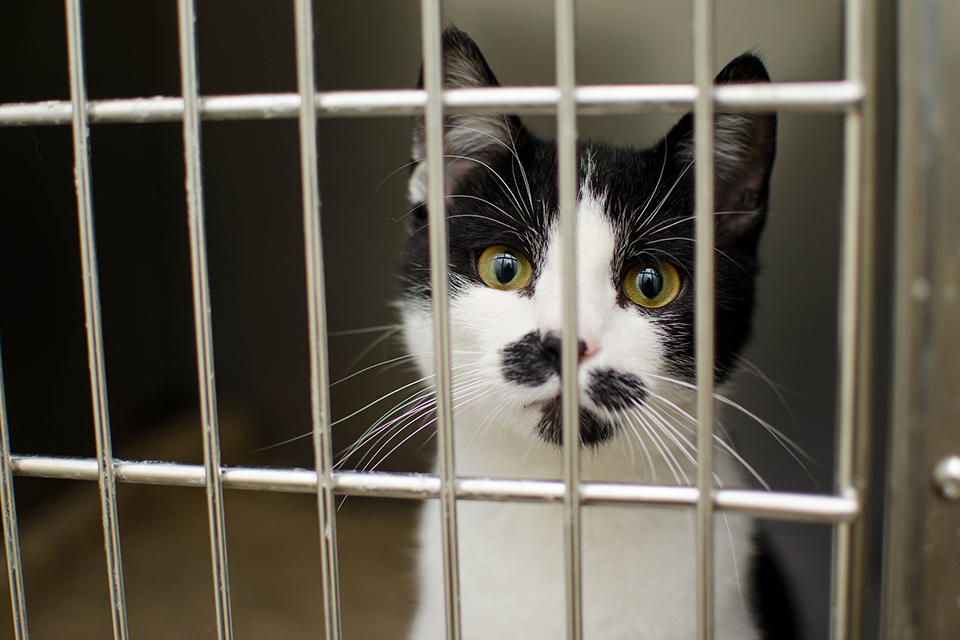 5 Ways You Can Participate in Adopt-A-Shelter Cat Month
